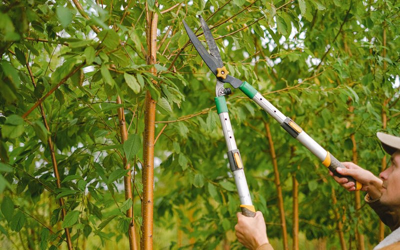 Tree trimming in Strykersville, NY